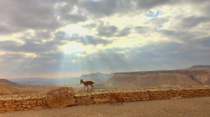 שושנת המדבר