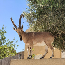 שושנת המדבר