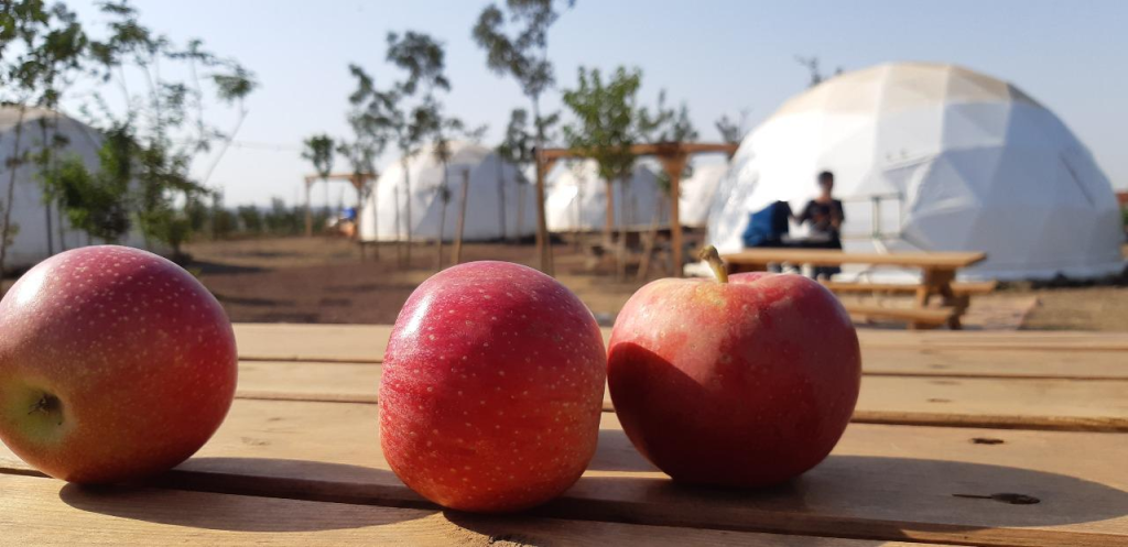 הדובדבן שבגולן הדובדבן שבגולן