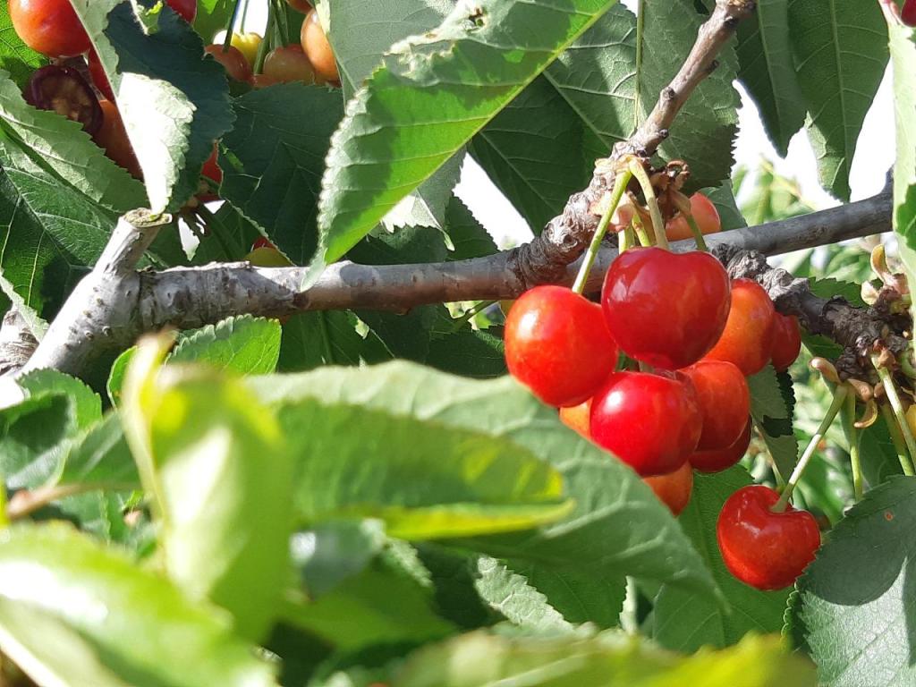 הדובדבן שבגולן הדובדבן שבגולן