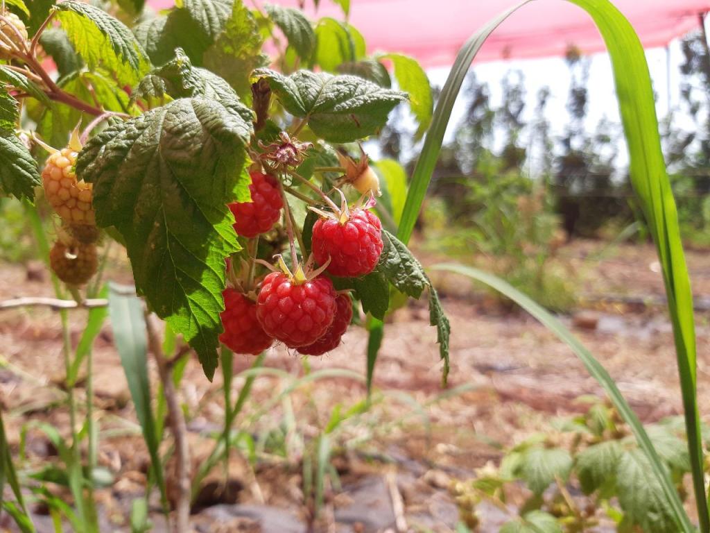 הדובדבן שבגולן הדובדבן שבגולן