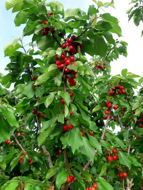 הדובדבן שבגולן הדובדבן שבגולן