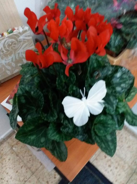 עדי שפיר עדי שפיר