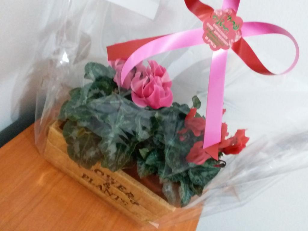 עדי שפיר עדי שפיר