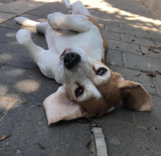 דוגיז Dogiz