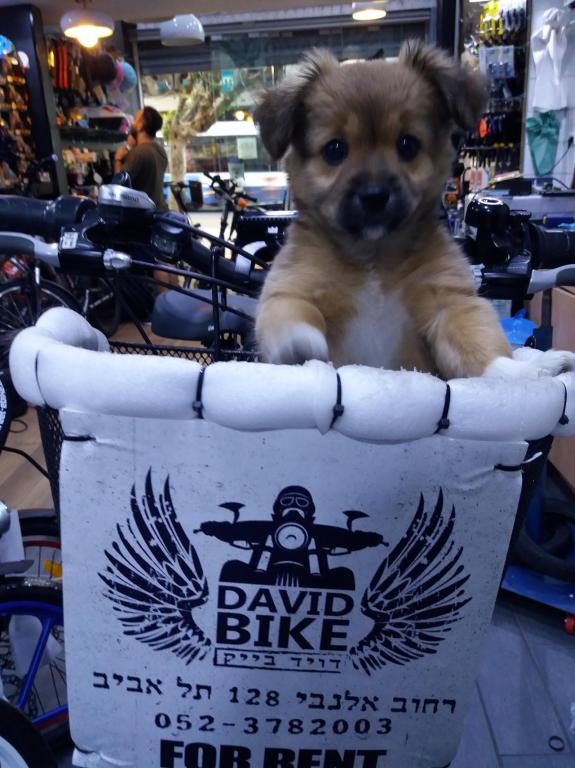 דיוויד בייק דיוויד בייק