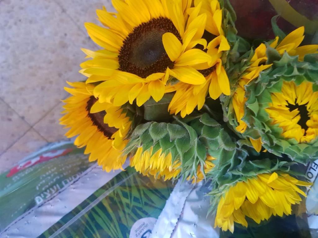 כתום פרחים כתום פרחים