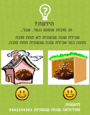 ספירולאה