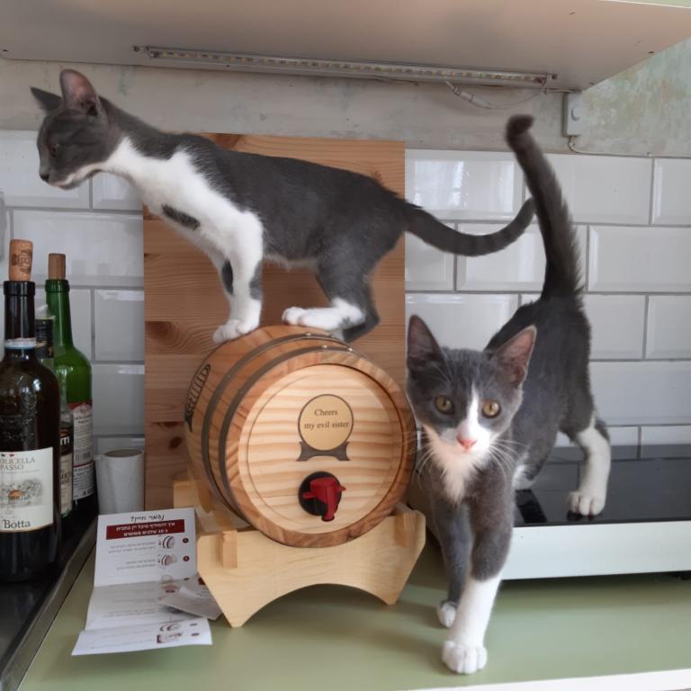 לחיים יין מהחבית לחיים יין מהחבית