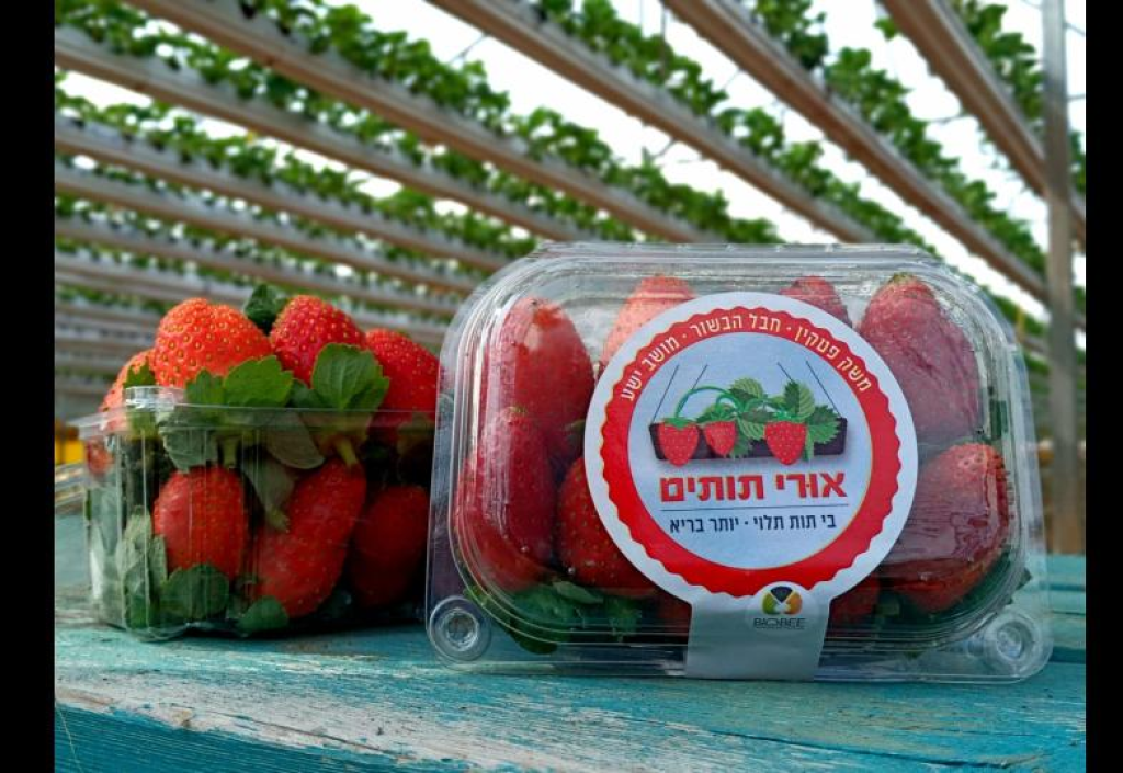 אורי תותים אורי תותים