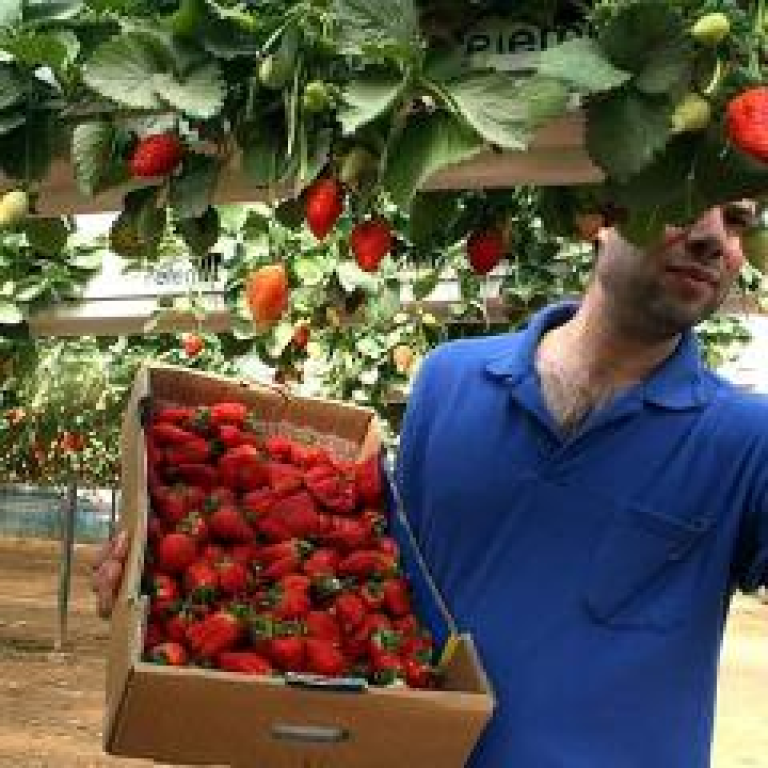 אורי תותים אורי תותים