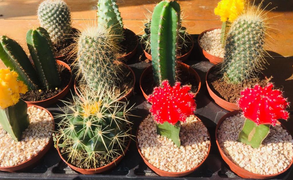 משתלת איתי משתלת איתי