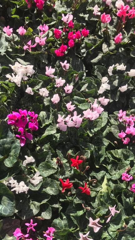 משתלת איתי משתלת איתי