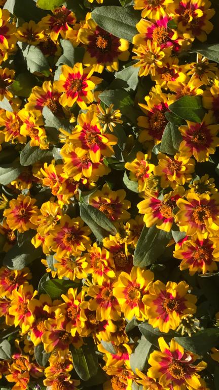 משתלת איתי משתלת איתי