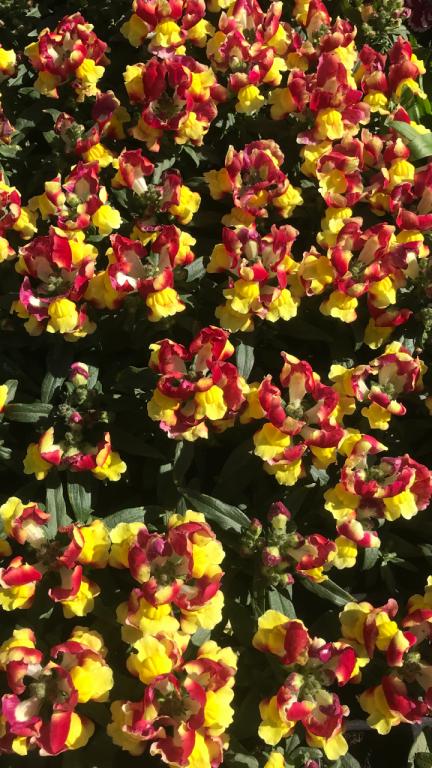 משתלת איתי משתלת איתי