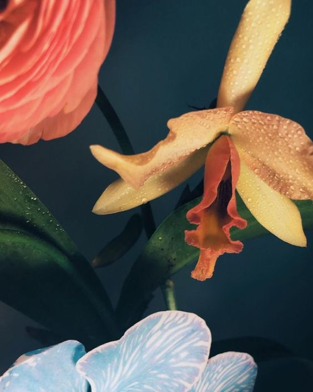 סטודיו ורד מלכה סטודיו ורד מלכה