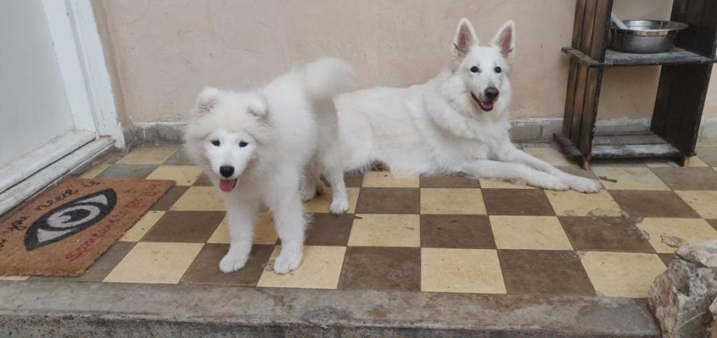 מור ימיני DOGS&MORe מור ימיני DOGS&MORe