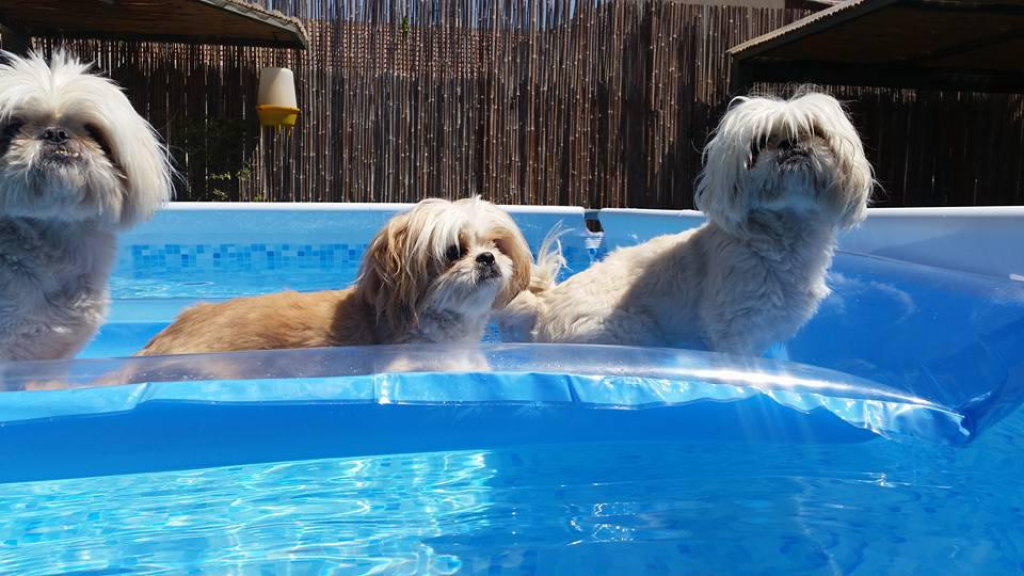 יוניפט יוניפט