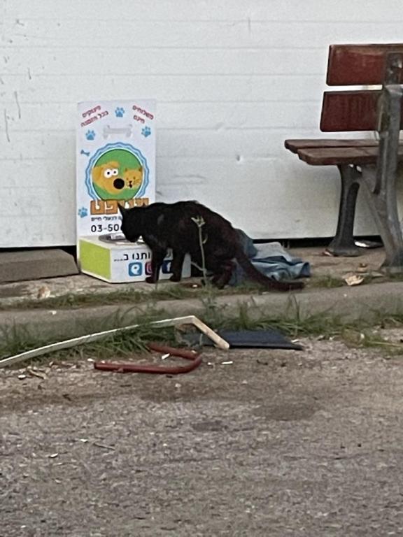 יוניפט יוניפט