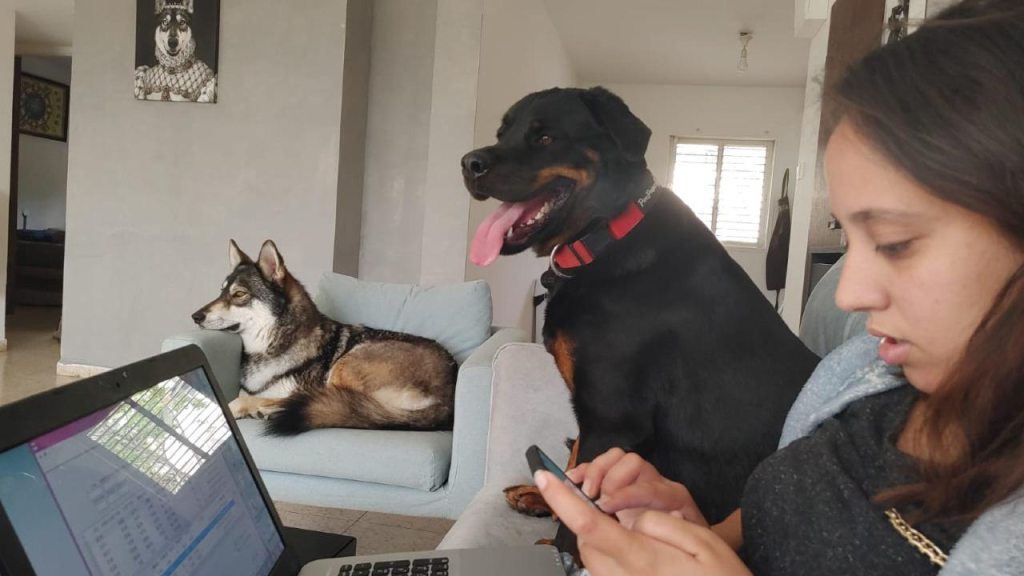 יוניפט יוניפט