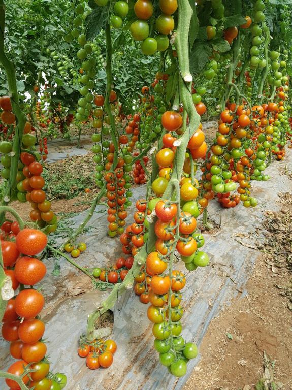 ירקות המשק ירקות המשק