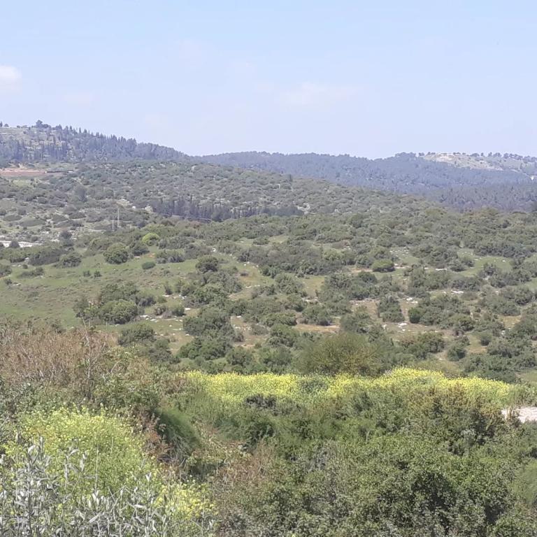 ארז מטפל הוליסטי ארז מטפל הוליסטי