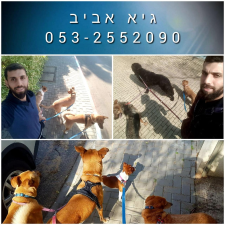 גיא אביב