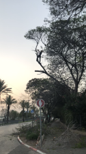 עידן גיזום