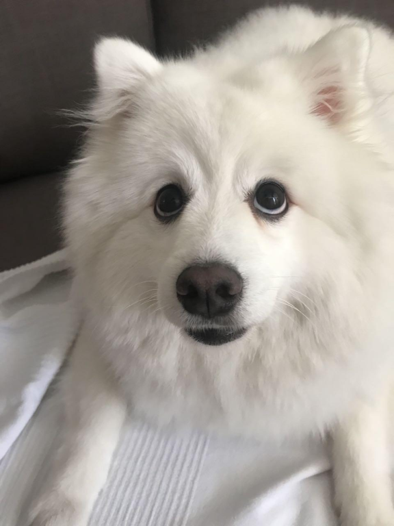 פנסיון הכלבים של יהודית פנסיון הכלבים של יהודית