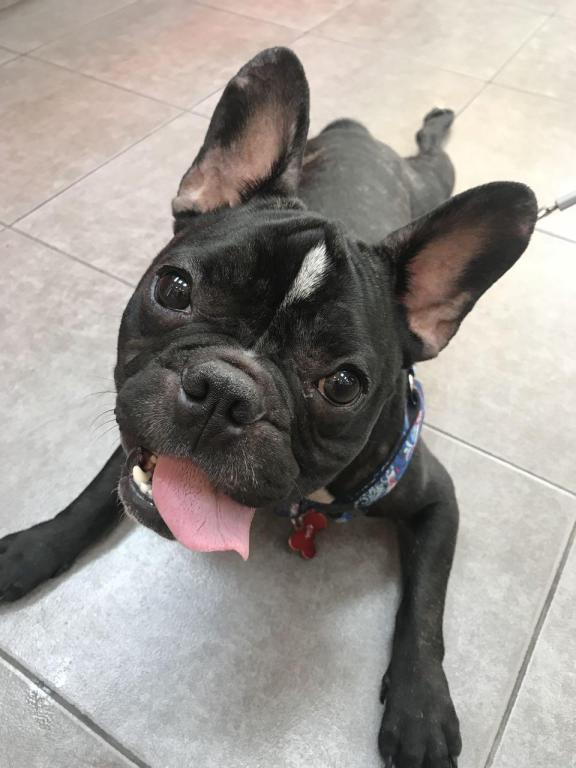 פנסיון הכלבים של יהודית פנסיון הכלבים של יהודית