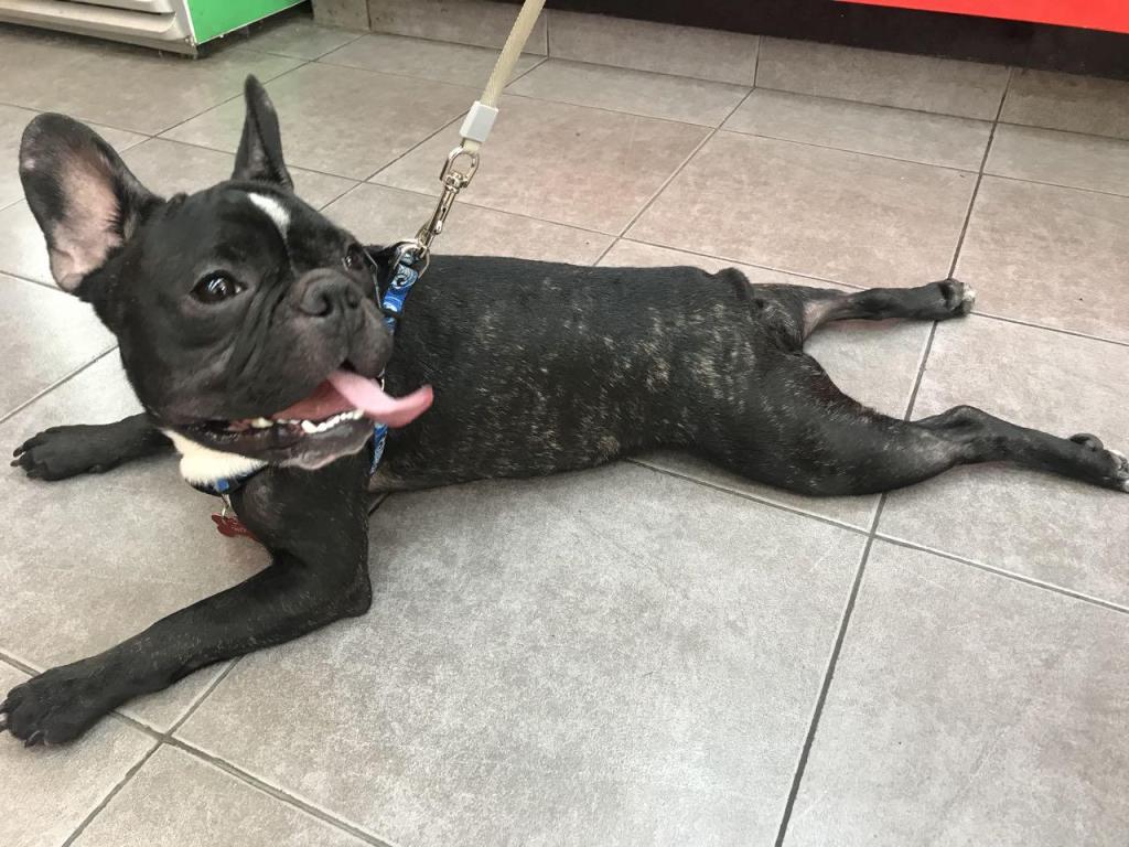 פנסיון הכלבים של יהודית פנסיון הכלבים של יהודית