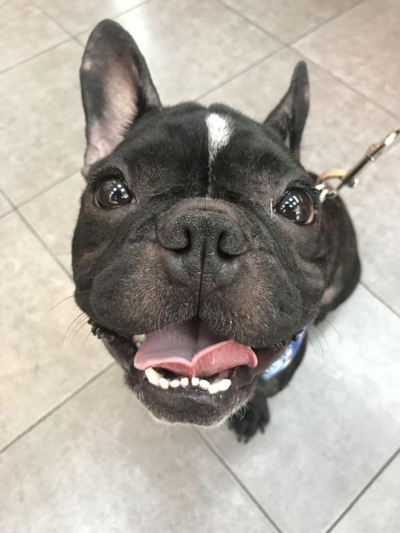 פנסיון הכלבים של יהודית פנסיון הכלבים של יהודית