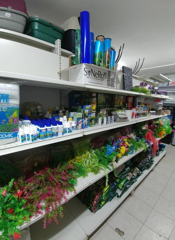 קינג זו קינג זו