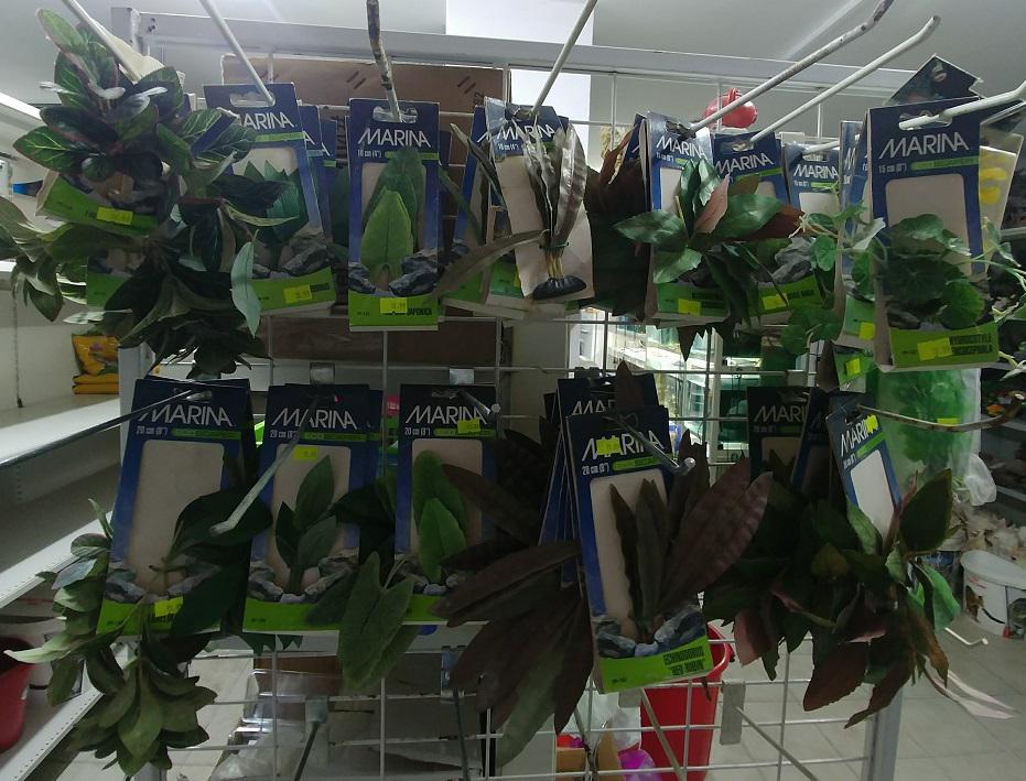 קינג זו קינג זו