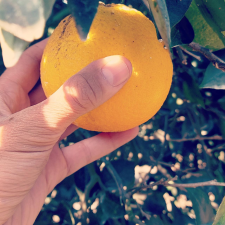 קטיף בעמק    קטיף תפוזים