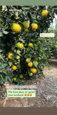 קטיף בעמק    קטיף תפוזים