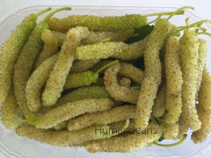 משתלת פטל פירות יער
