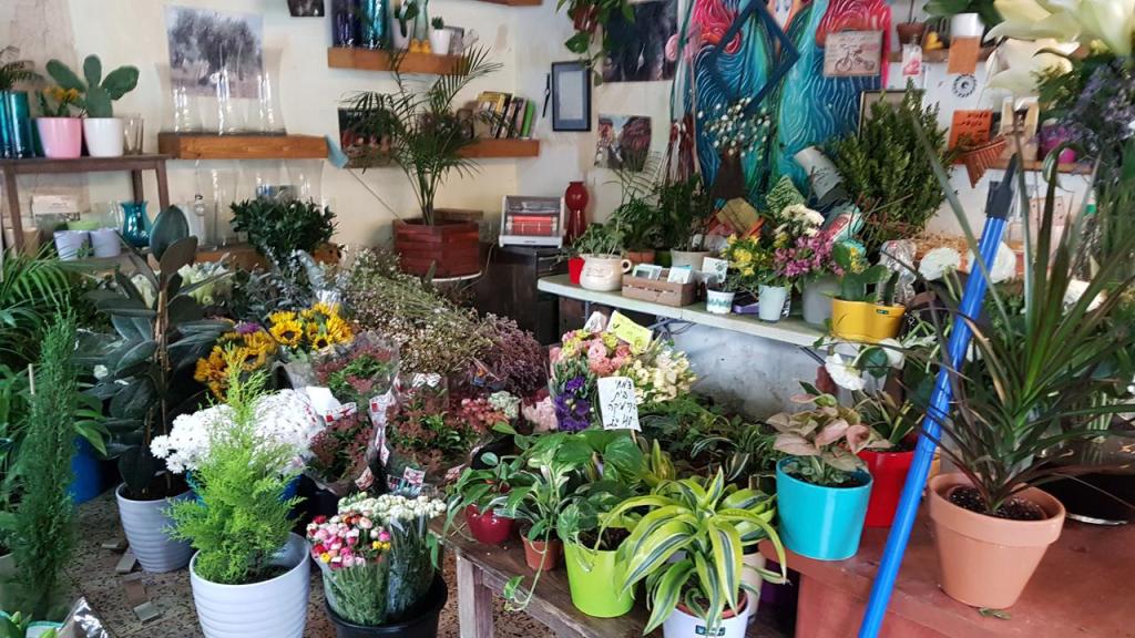 המשתלה הקטנה המשתלה הקטנה