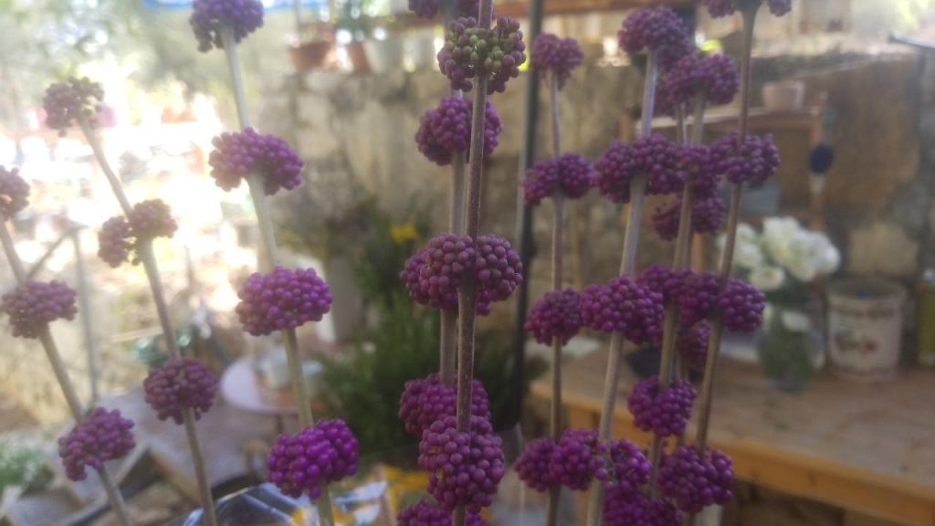 המשתלה הקטנה המשתלה הקטנה