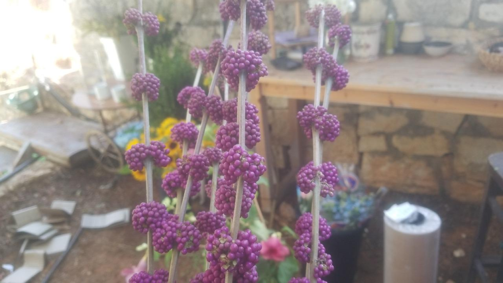 המשתלה הקטנה המשתלה הקטנה