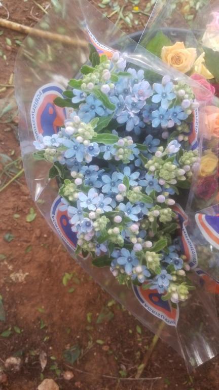 המשתלה הקטנה המשתלה הקטנה