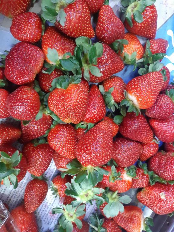 ערבה פרי וברכה ערבה פרי וברכה