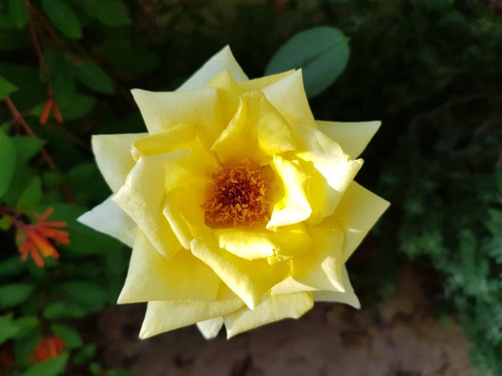 רחל יונני עו"ד ונוטריון רחל יונני עו"ד ונוטריון