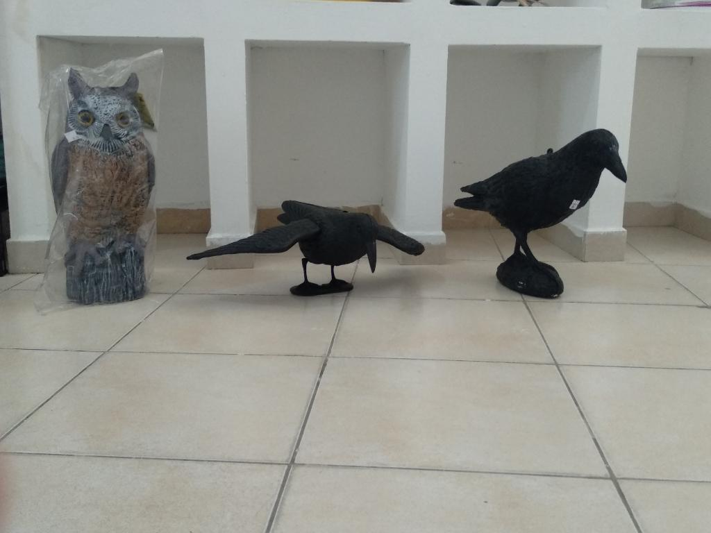 ח.י הדברה והרחקת יונים ח.י הדברה והרחקת יונים