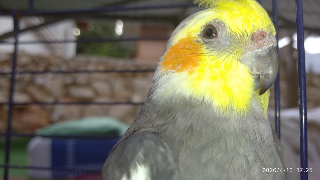 פארוט יהודה פארוט יהודה