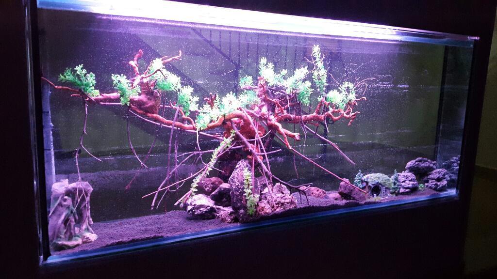 פארוט יהודה פארוט יהודה