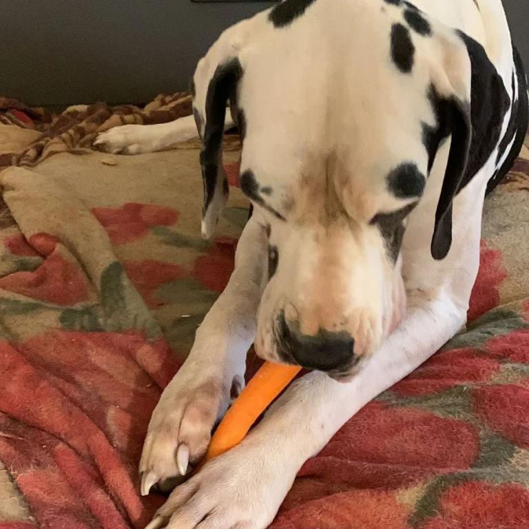 ערן וחיות אחרות ערן וחיות אחרות