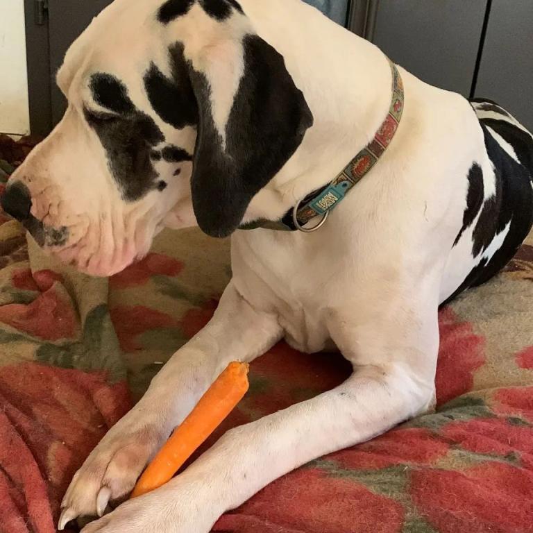 ערן וחיות אחרות ערן וחיות אחרות