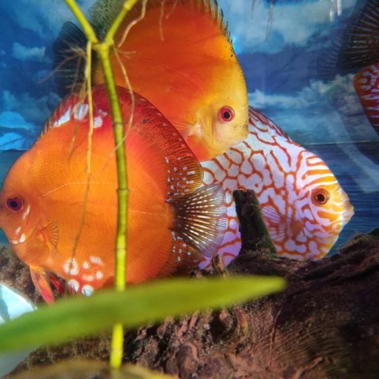 ערן וחיות אחרות ערן וחיות אחרות