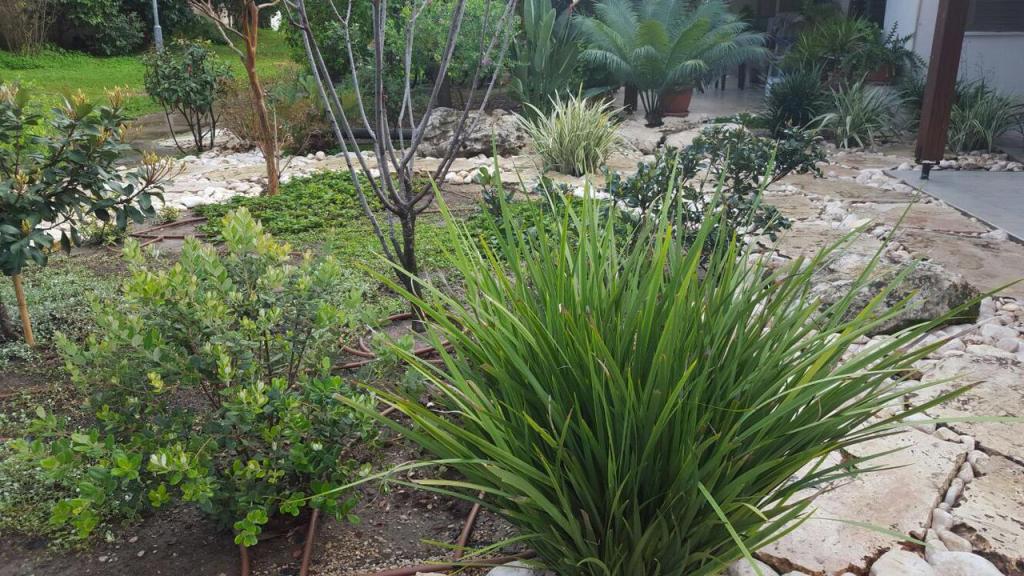 נאוה גינון ושיווק נאוה גינון ושיווק